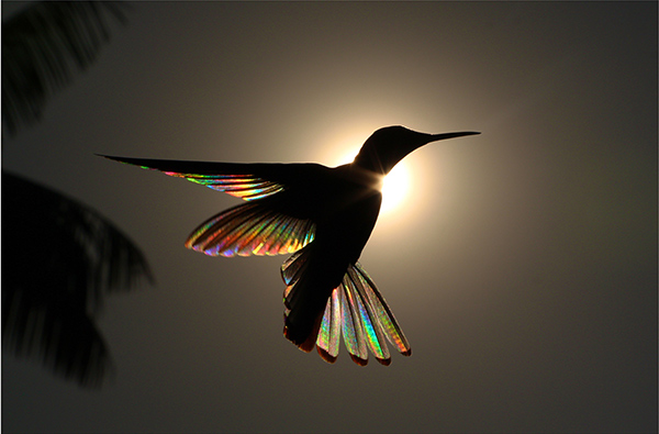 a silhouette of a hummingbird