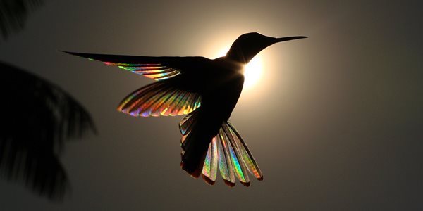 a silhouette of a hummingbird