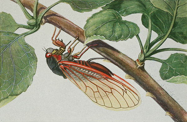 illustration of a cicada on a branch
