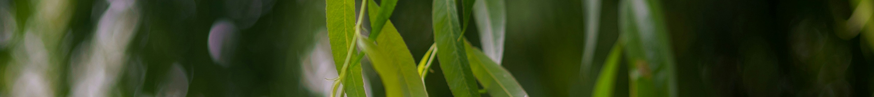 willow leaves