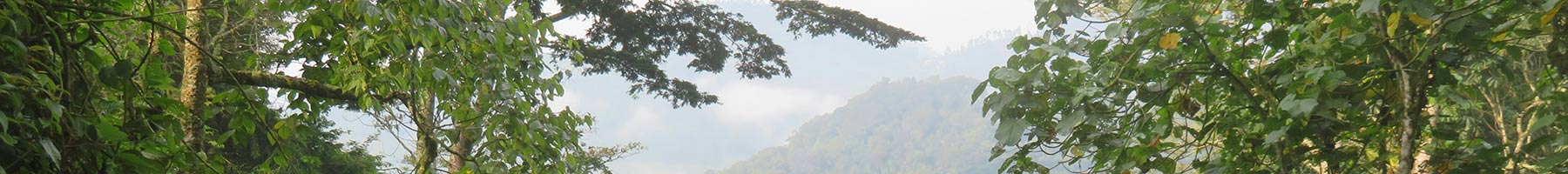 trees and mountains