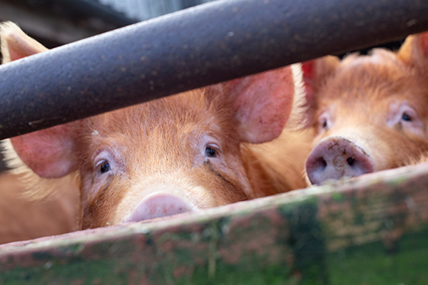 two pigs looking through a fence