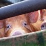 two pigs looking through a fence