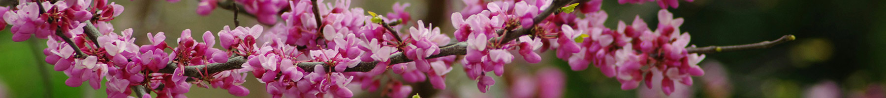 a flowering tree