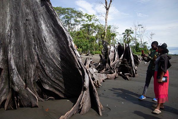 Ancient trees dead due to coastal erosion