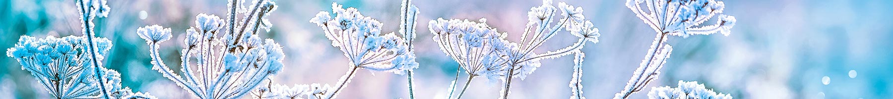 snow covered flowers