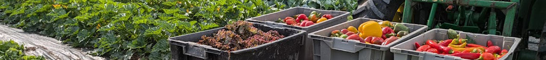 a tractor hauling a trailer full of vegetables