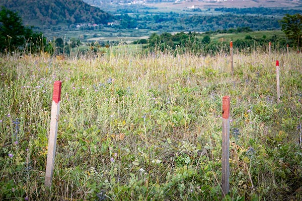 wooden stakes in a field 