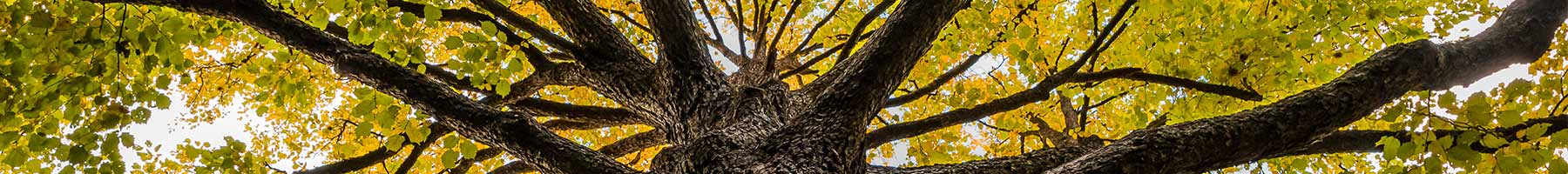 trunk of a elm tree covered in yellow leaves