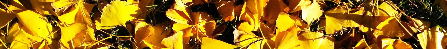 Yellow Ginko leaves in the sun