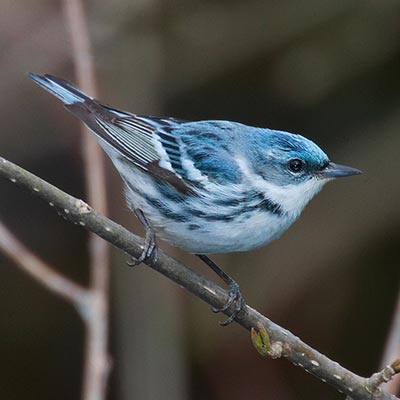 Cerulean Warbler