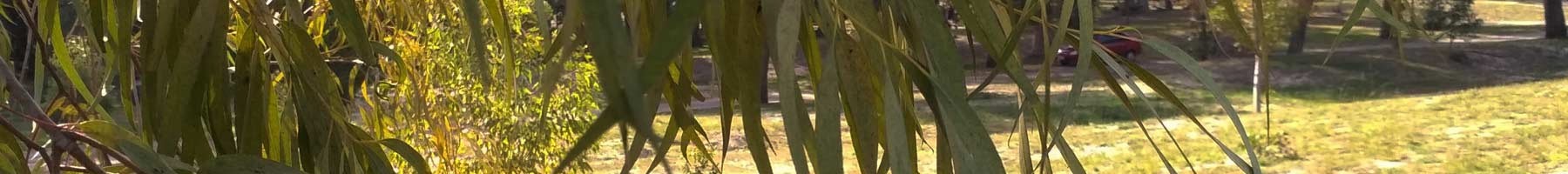 eucalyptus en el viento