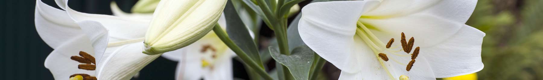 White Easter Lilies