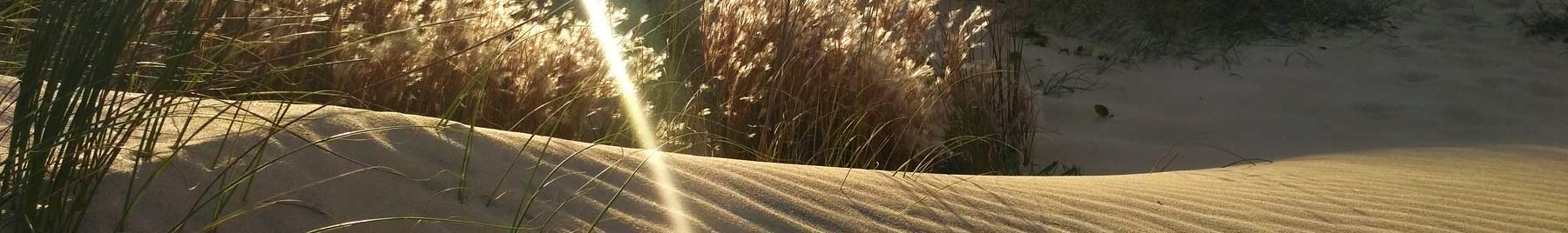 Sun shining on beach grasses