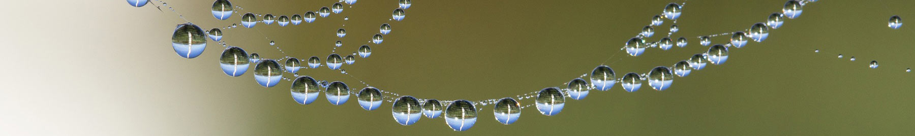 Dew on a cobweb