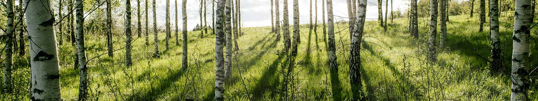 sunlight through a grove of birch trees