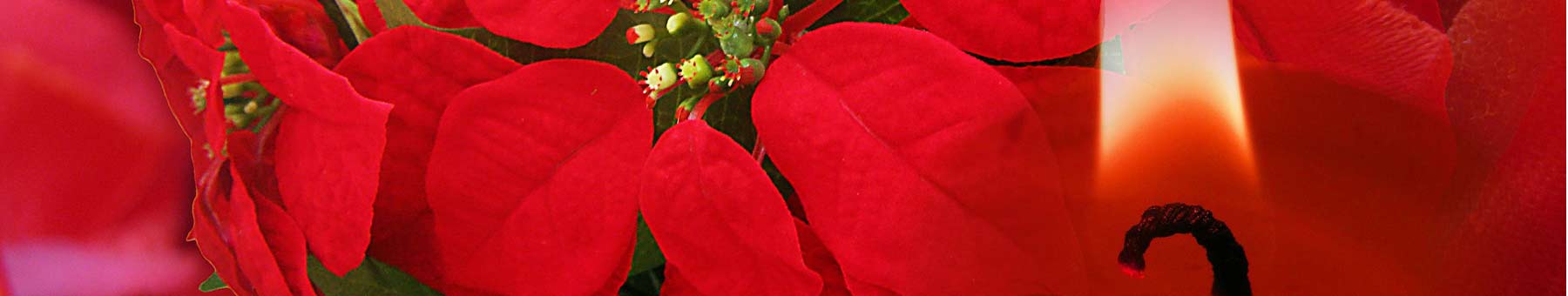 Poinsettias with a candle