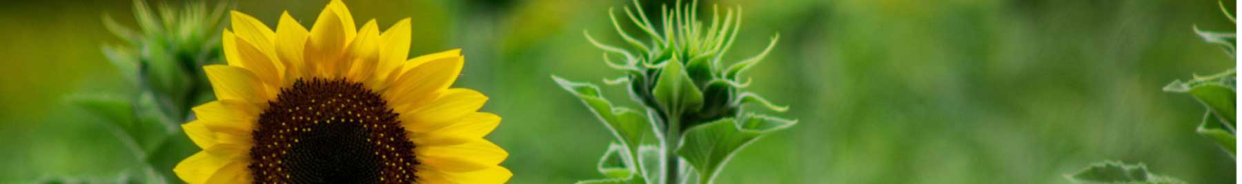 A sunflower on a green background