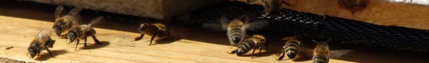 Bees at the entrance to a beehive