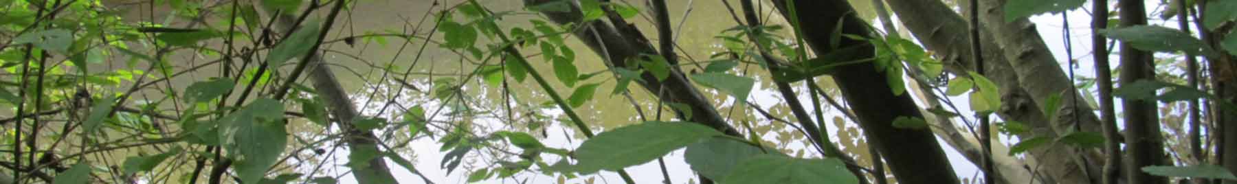 tree branches and stream