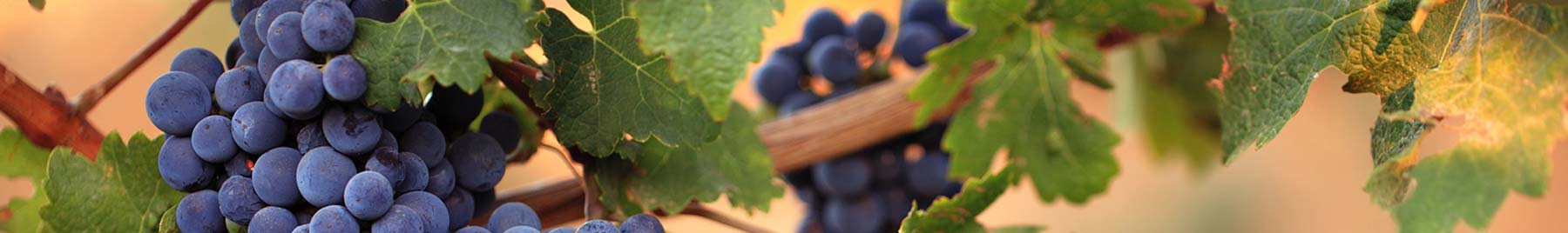 Grapes and grape leaves