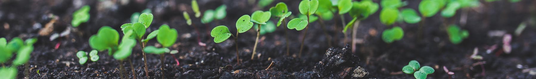 Tiny green seedlings growing in black dirt