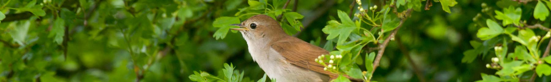 Nightingale in a green bush