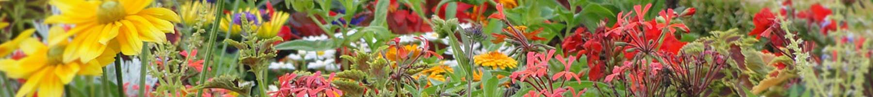 A garden of red and yellow flowers