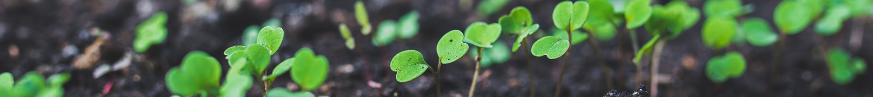 Bright green, tender seedlings shoot out of dark brown earth.