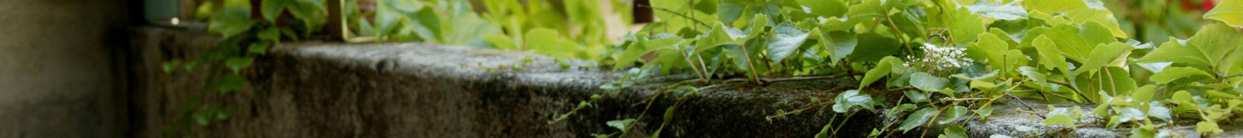 cement wall with vine