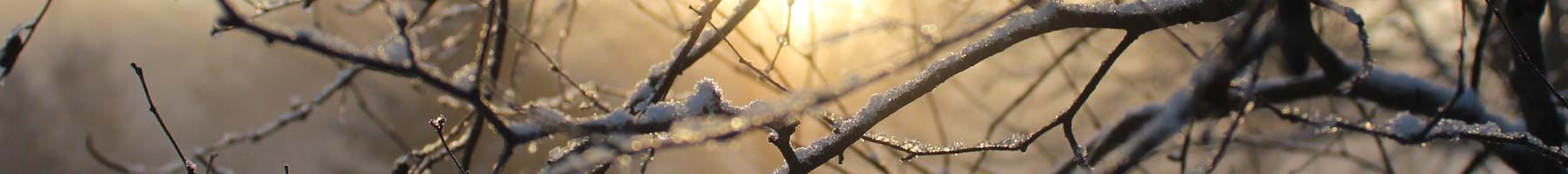 Photograph of icy twigs outlined by golden wintry light.