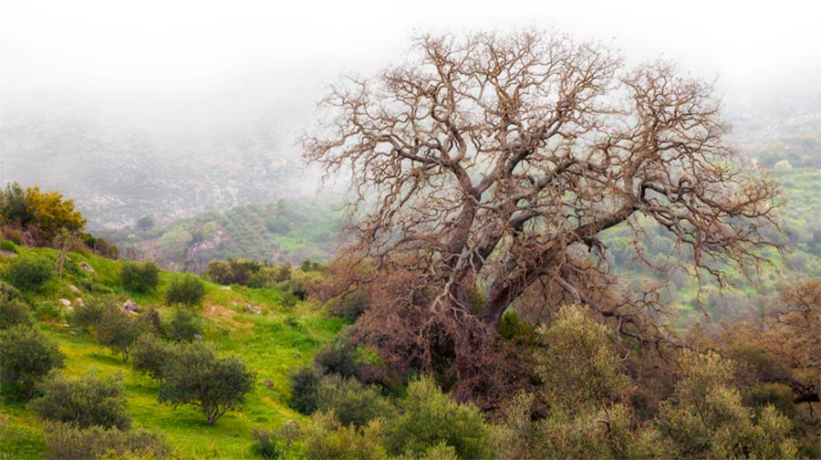 photo of gnarled dead tree