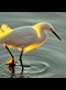 Photograph of Snowy Egret