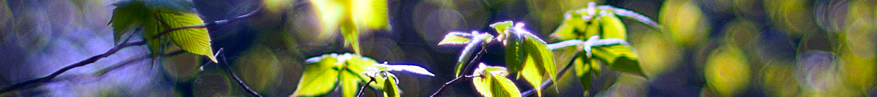 Photograph of sunlit leaves