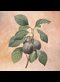 illustration of plums