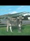 painting of a cow