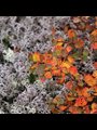 photo of white dusty miller fronds and yellow poplar leaves