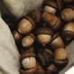 acorns