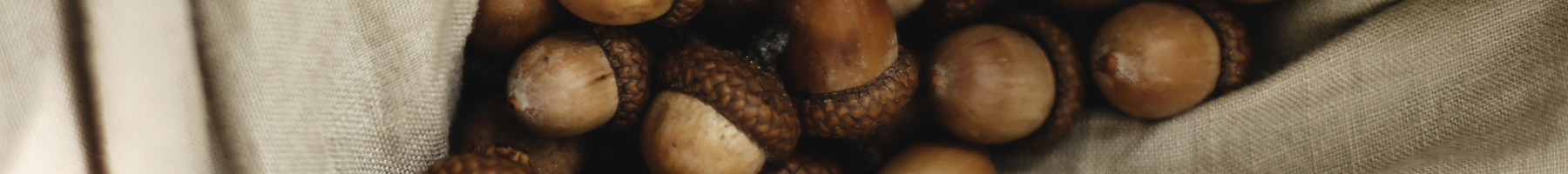 acorns