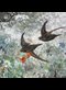 swallows flying low over a summer field