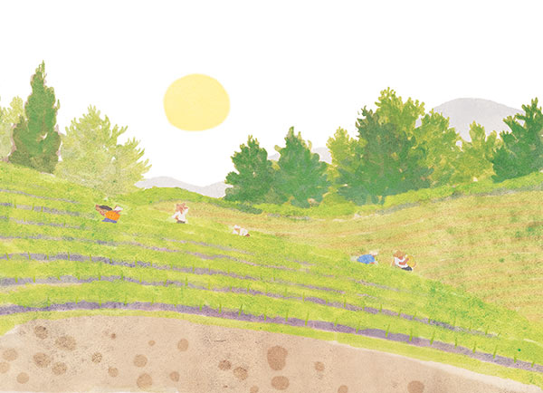 pepper farmers in field