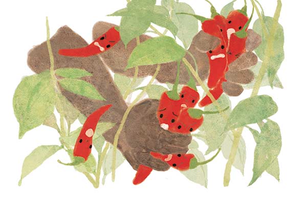 hands picking peppers