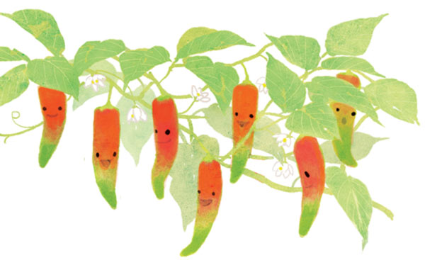 pepper farmers in field