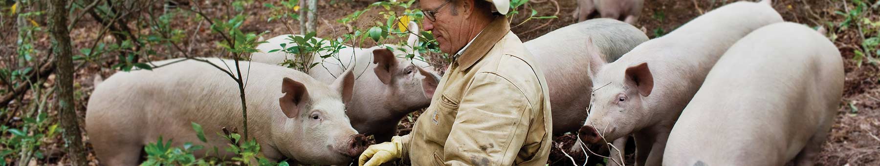 The author with his pigaerator herd