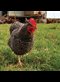 a chicken outside a henhouse