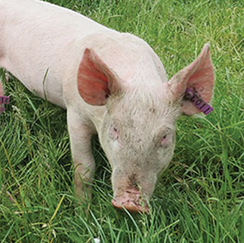 pig rooting in grass