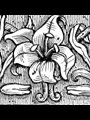 drawing of a lily
