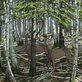 two deer among coniferous trees