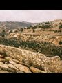 Shepherds’ fields near Bethlehem in Israel