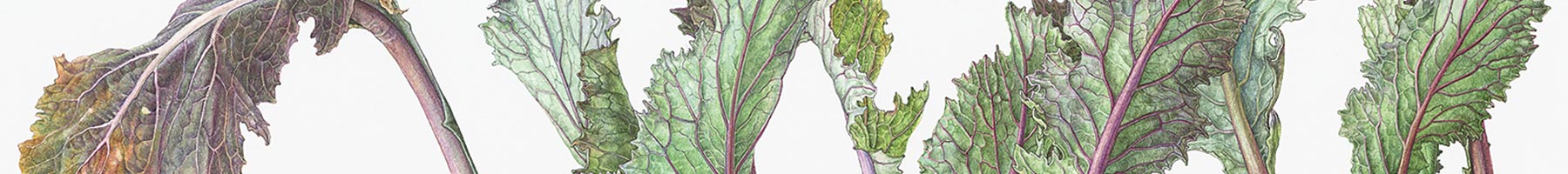 illustration of turnips